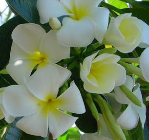 Singapore White flowers